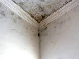 Trusted Houston, AK Mold Removal & Remediation Experts