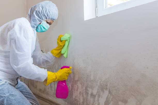 Mold Odor Removal Services in Houston, AK